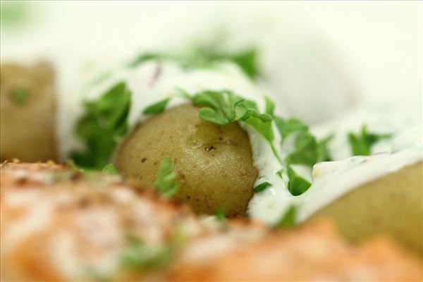 Laksesteak med kartofler og krydderurtedressing