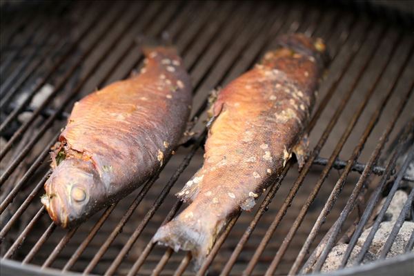 Grillet forel med kartofler og bretange sovs